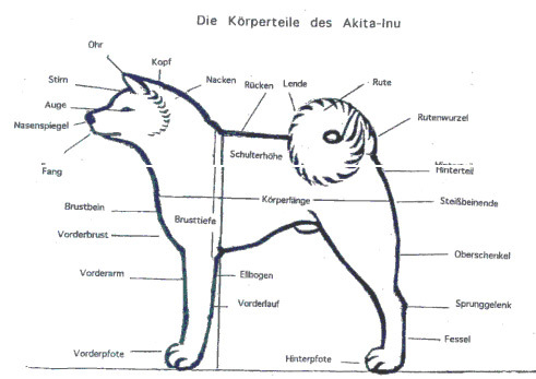 Judging the Akita