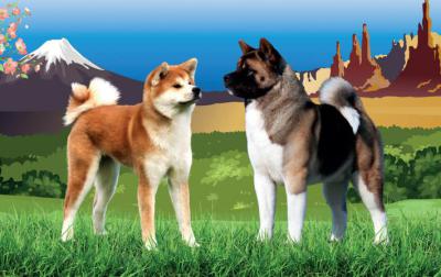 Germany: Akita Club e.V. 40th Anniversary Show